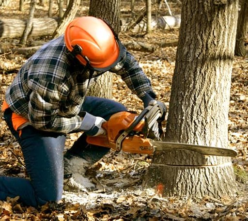 Tree Removal in Palmer, MA